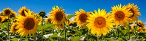 Unsere Öffnungszeiten am 04. Juni