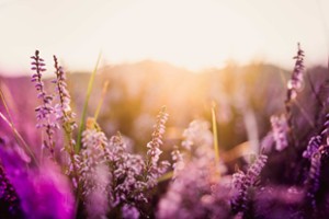 Sommer Specials